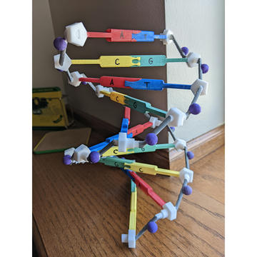 DNA Model (Genişletilebilir)